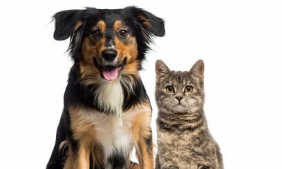 Cat and dog sitting together against white background